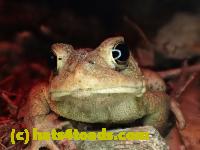 /home//u458753944/public_html/sourcegallery//////////////////////Roxborough Toad Detour/2013-2019/2017/P4100652.JPG
